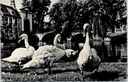 Bruges - "Porte d'entrée du Béguinage" - Cygnes sur le pont du Béguinage