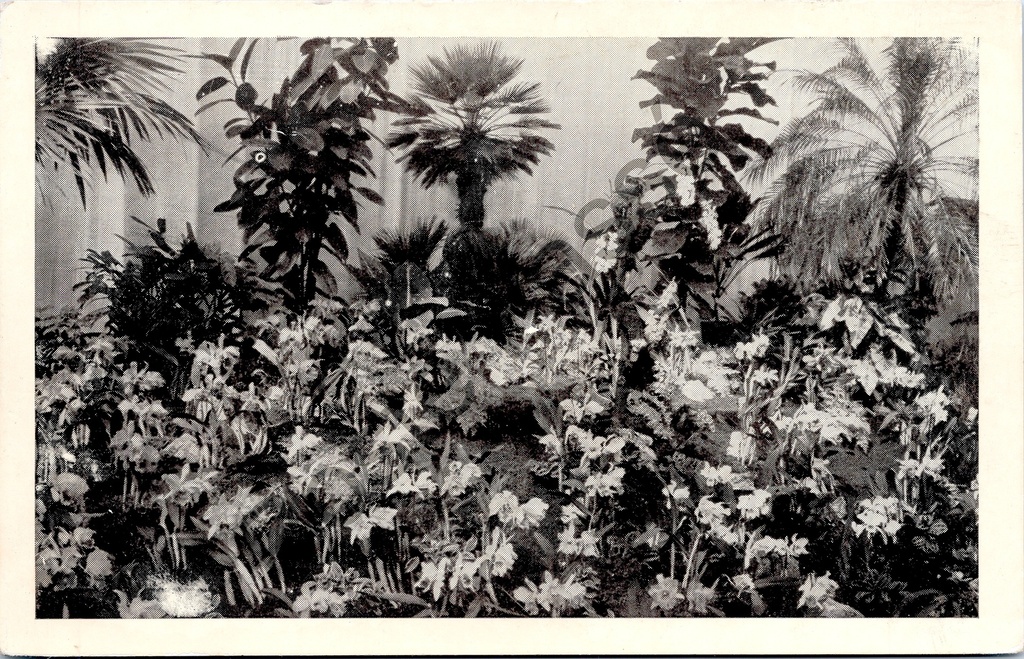 Ghent - "FLORALIES GANTOISES GENTSE FLORALIEN" - Tropical plants and flowers at the Ghent Floralien