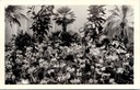 Gand - "FLORALIES GANTOISES GENTSE FLORALIEN" - Plantes et fleurs tropicales au Floralien de Gand