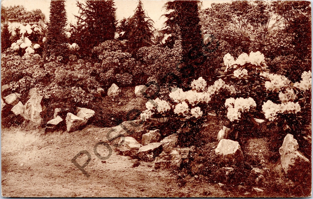 Ghent - "Gentsche Floraliën 1938" - Flower garden with rhododendrons during the 1938 Ghent Floralies