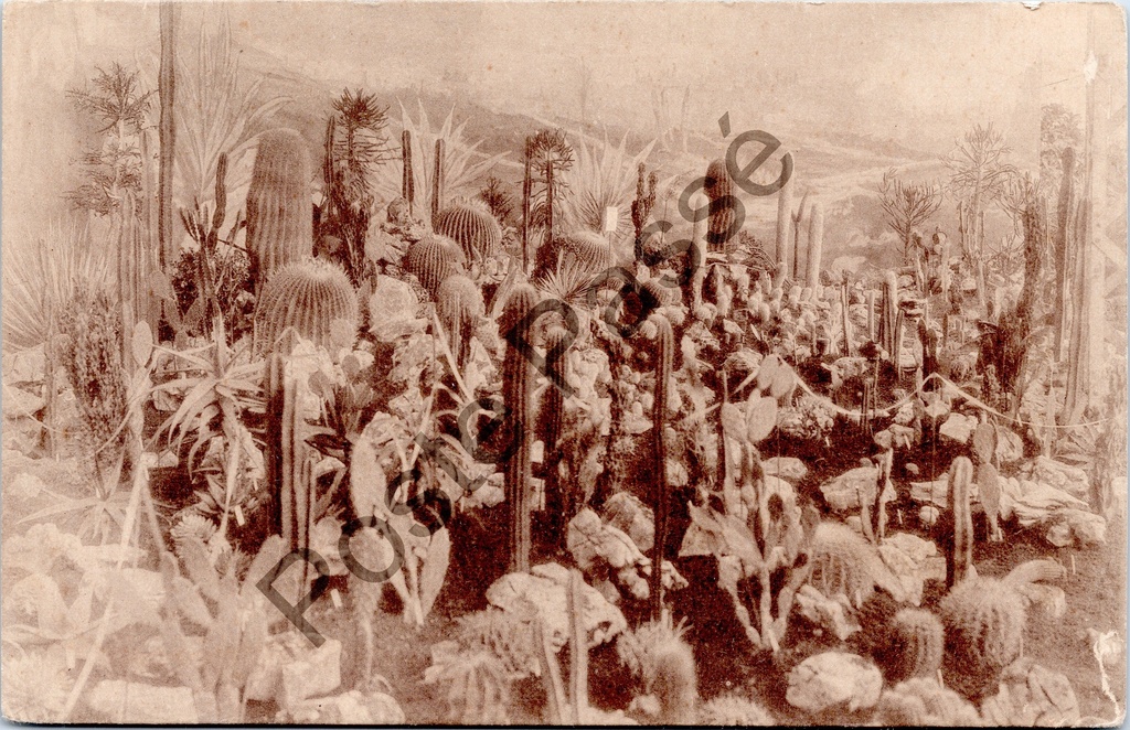 Gent - "Floralies Gantoises de 1928" - Cactusverzameling op de Gentse Floraliën 1928