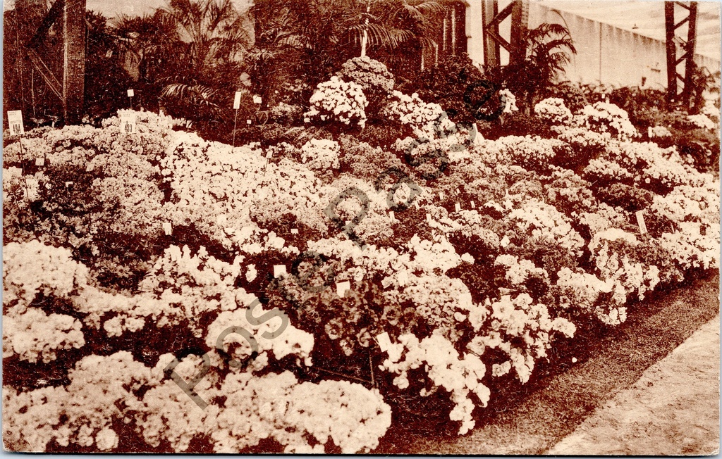 Gent - "Gentsche Floräliën 1938" - Gentse Floraliën 1938, bloemententoonstelling
