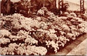 Gent - "Gentsche Floräliën 1938" - Gentse Floraliën 1938, bloemententoonstelling
