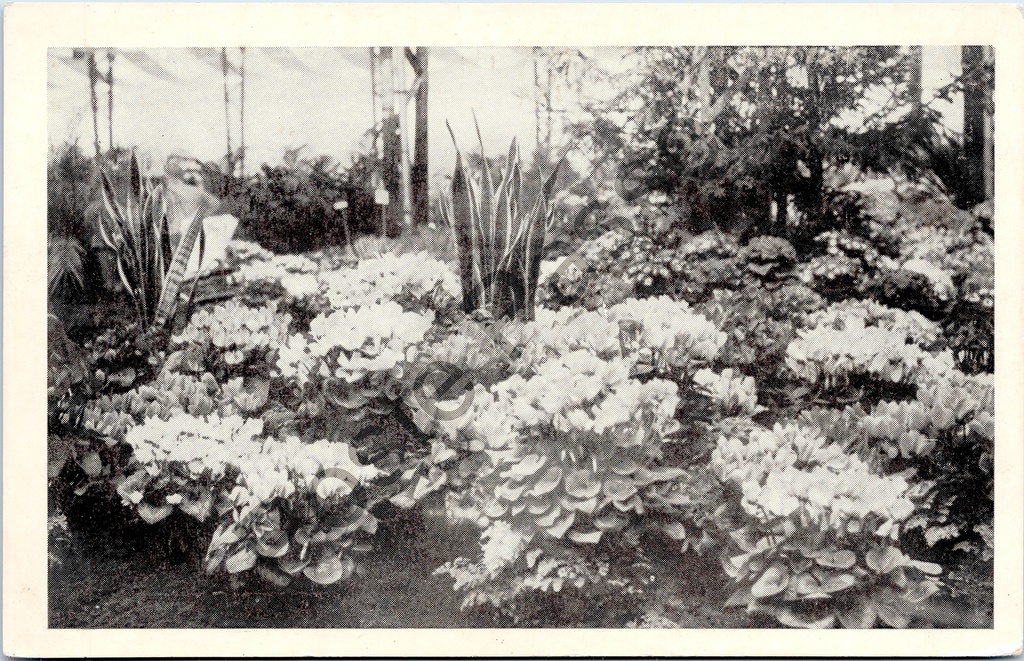 Gent - "Floralies Gantoises - Gentse Floralien" - Bloemententoonstelling Gentse Floralien