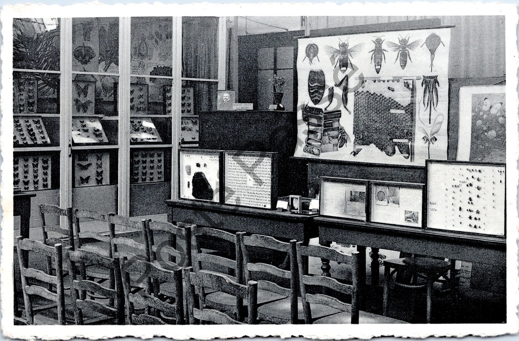 Ghent - "Michel Thiery School Museum - H. Fabre room : Bees and Wasps" - Henri Fabre room with bee and wasp collection