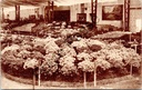 Ghent - "Floralies Gantoises 1938 / Gentsche Floraliën 1938" - Indoor flower exhibition with extensive floral displays