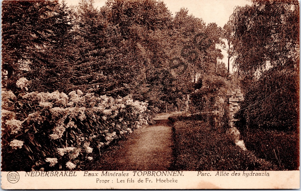 [Brakel0332] Nederbrakel - "Eaux Minérales TOPBRONNEN. Parc. Allée des hydrauzia" - Avenue of hydrangeas in the park of the Top springs