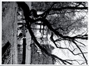 Sint-Maria-Oudenhove - "A face in the park - Une vue dans le parc" - Parkzicht St-Franciscus Institute