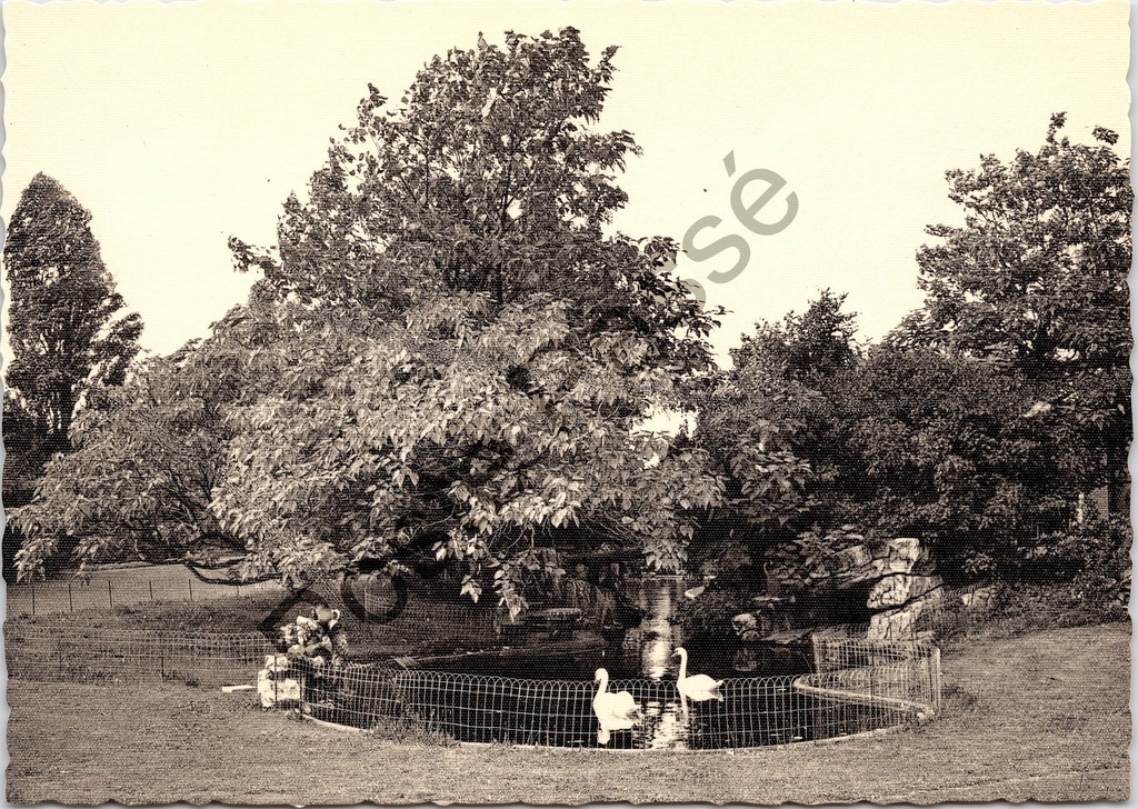 [Aalst0326.jpg] Aalst - "Instituut St-Vincentius à Paulo" - Park met fontein en zwanen in Gijzegem