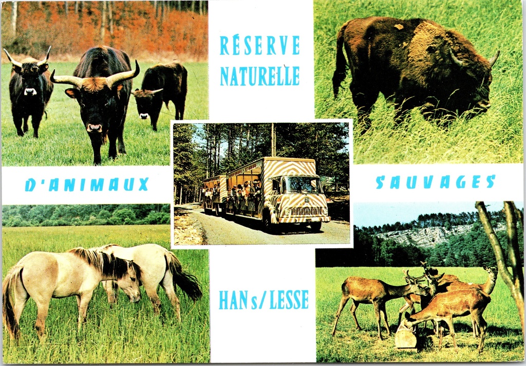 [Han-sur-lesse1257] Rochefort - « Réserve naturelle d'animaux sauvages - Han-sur-Lesse » - Réserve naturelle de Han-sur-Lesse abritant des aurochs, des bisons, des chevaux et des cerfs