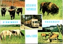 Rochefort - « Réserve naturelle d'animaux sauvages - Han-sur-Lesse » - Réserve naturelle de Han-sur-Lesse abritant des aurochs, des bisons, des chevaux et des cerfs