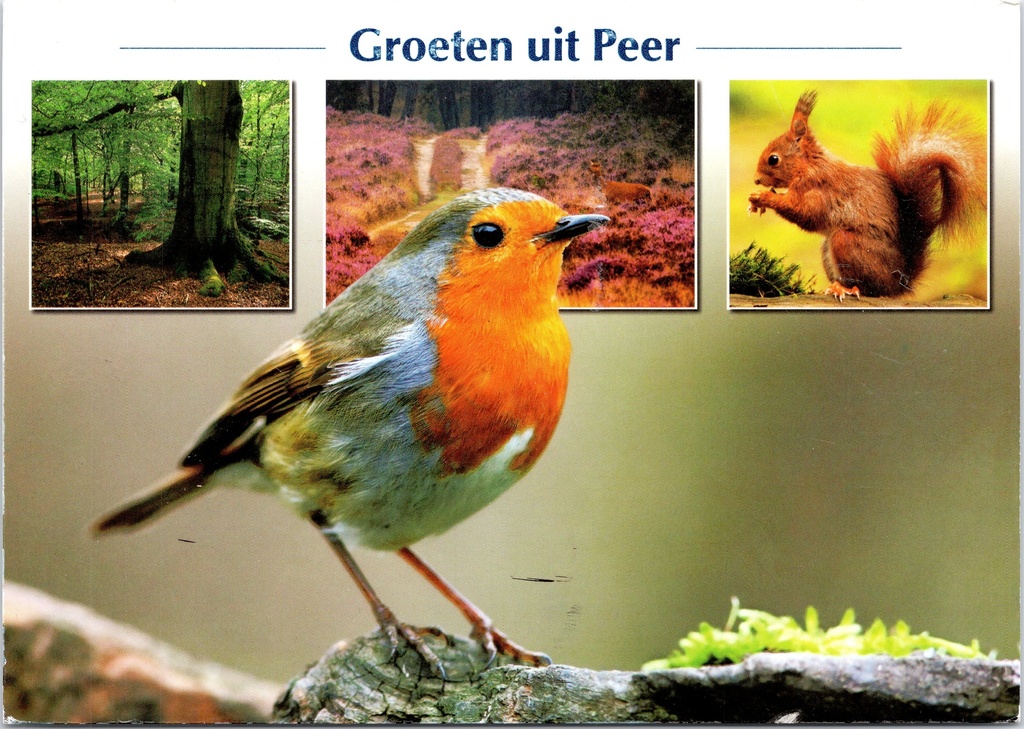 [A1701] Peer - "Groeten uit Peer" - Natuur met roodborstje, rode eekhoorn en heide