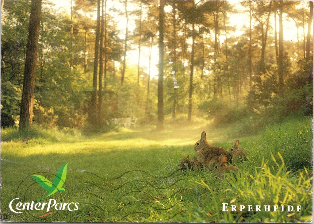 [A1713] Peer - "ERPERHEIDE" - Center Parcs bungalowpark met konijnen in het bos