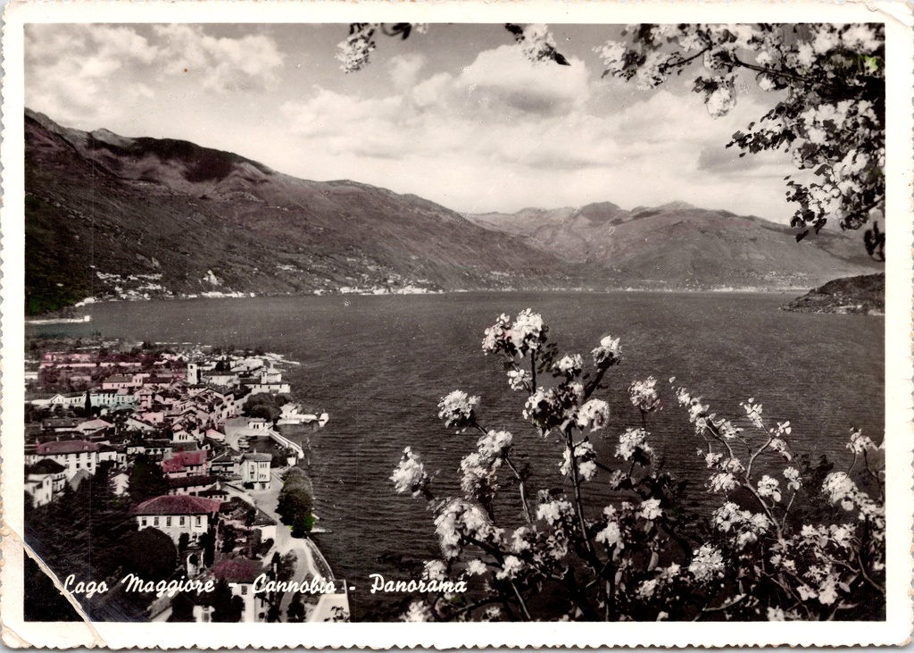 [A1741] Cannobio (Italië) - "Lago Maggiore - Cannobio - Panorama" - Panoramisch uitzicht op het Lago Maggiore met bloesem op de voorgrond