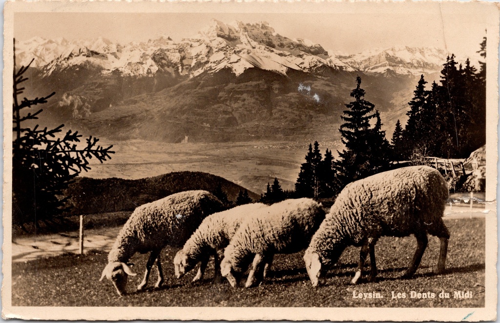 [B1807] Leysin (Zwitserland) - "Les Dents du Midi" - Schaapjes grazend met uitzicht op de Dents du Midi