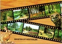 Houthalen-Helchteren - "Groeten uit Houthalen" - Collagekaart met natuur, heide, bos en wildlife (haas, uil, hert)
