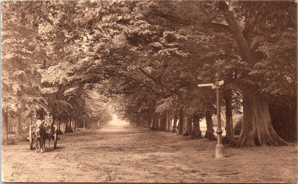 [H1987] Mol – “Old lime tree avenue in front of the abbey” – Lime tree avenue in front of Postel Abbey