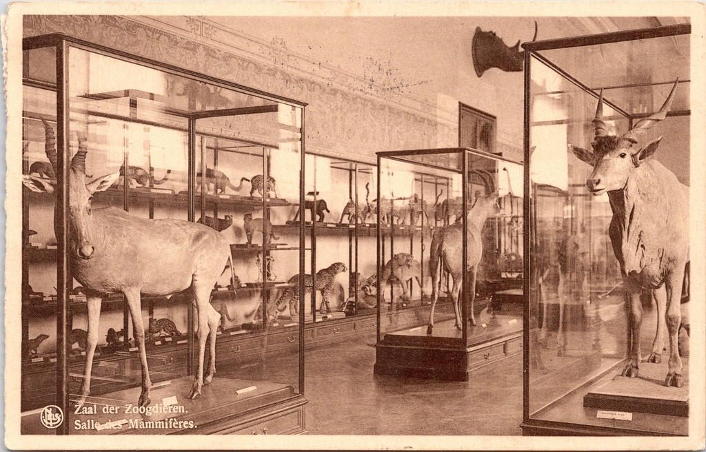 [I2647] Tervuren – “Salle des Mammifères” – Hall of Mammals at the Museum of the Belgian Congo