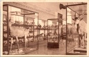Tervuren – “Salle des Mammifères” – Hall of Mammals at the Museum of the Belgian Congo