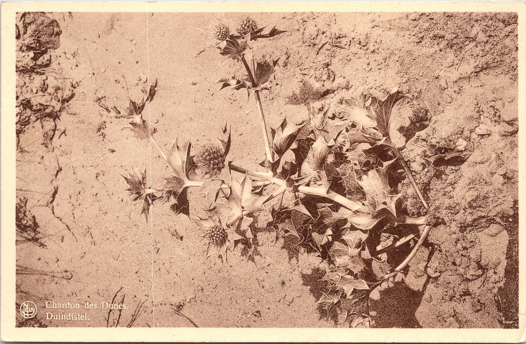 Koksijde – “Chardon des Dunes. Dune thistle.” – Dune thistle plant in the sand