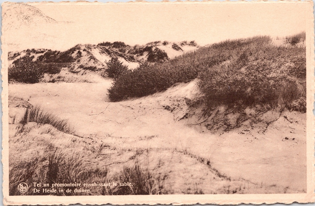 Knokke-Heist - "Tel un promontoire envahissant le sable. De Heide in de duinen." - Heide in de duinen van Heist-aan-Zee