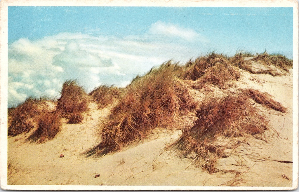 [L2855] Belgian coast – “Dunes. Duinen. Sand-hills. Dünen.” – Sand dunes with marram grass on the coast