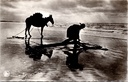 Coast – “Pêcheur de Crevettes” – Prawn fisherman on horseback on the beach